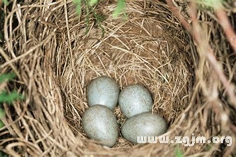 夢到鳥蛋|夢到鳥蛋